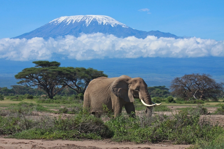 Elephant matriarch in front of Mount Kilimanjaro, Kenya - Fairmont Capital